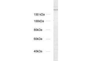 Image no. 2 for anti-Unc-13 Homolog A (UNC13A) (AA 3-317) antibody (ABIN1742277)
