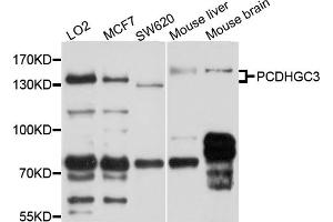 Image no. 2 for anti-Protocadherin gamma Subfamily C, 3 (PCDHGC3) antibody (ABIN4904702)