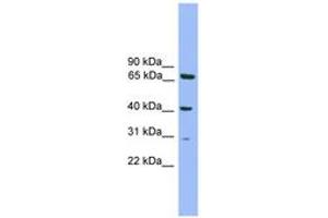 RFXAP antibody  (AA 51-100)