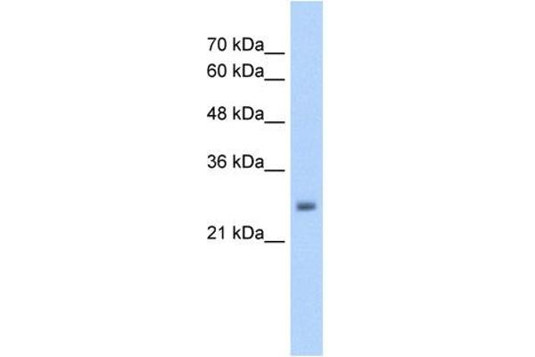 anti-NMDA Receptor Synaptonuclear Signaling and Neuronal Migration Factor (NSMF) (Middle Region) antibody