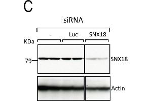Image no. 3 for anti-Sorting Nexin 18 (SNX18) (C-Term) antibody (ABIN2856322)