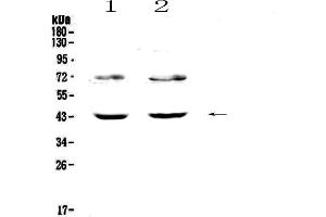 Image no. 1 for anti-Tetraspanin 12 (TSPAN12) (AA 111-224) antibody (ABIN5693040)