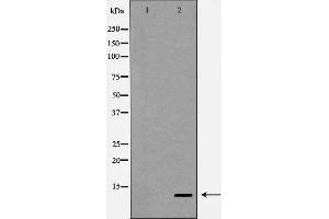Image no. 2 for anti-Chemokine (C-X-C Motif) Ligand 12 (CXCL12) (C-Term) antibody (ABIN6264954)