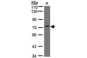 Image no. 1 for anti-GTPase, IMAP Family Member 8 (GIMAP8) (N-Term) antibody (ABIN2854600)