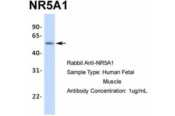 NR5A1 antibody  (Middle Region)