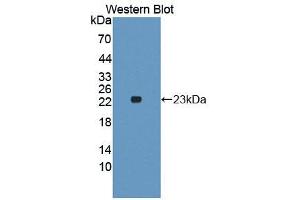 Image no. 1 for anti-Interleukin 1 alpha (IL1A) (AA 98-271) antibody (ABIN5013773)