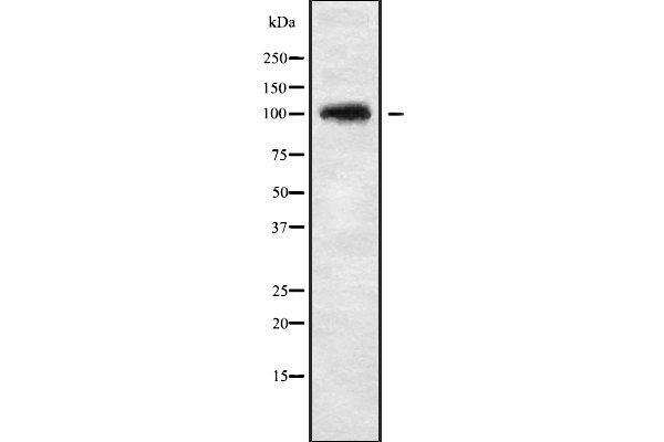 CHSY3 antibody  (N-Term)