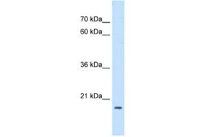 Image no. 1 for anti-ASF1 Anti-Silencing Function 1 Homolog B (ASF1B) antibody (ABIN630638)