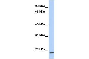 Image no. 1 for anti-Transmembrane Protein 35 (TMEM35) (C-Term) antibody (ABIN2783837)