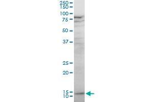 Image no. 1 for anti-Killer Cell Lectin-Like Receptor Subfamily F, Member 1 (KLRF1) (AA 69-166) antibody (ABIN565595)