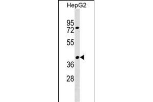 SNX32 Antibody (N-term) (ABIN1538838 and ABIN2849379) western blot analysis in HepG2 cell line lysates (35 μg/lane).
