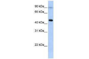 EPX antibody  (Middle Region)