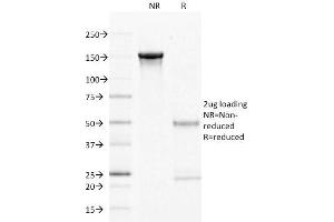 Image no. 1 for anti-CD27 Molecule (CD27) antibody (ABIN6941124)