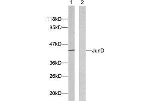 Image no. 2 for anti-Jun D Proto-Oncogene (JUND) (Ser255) antibody (ABIN1848124)