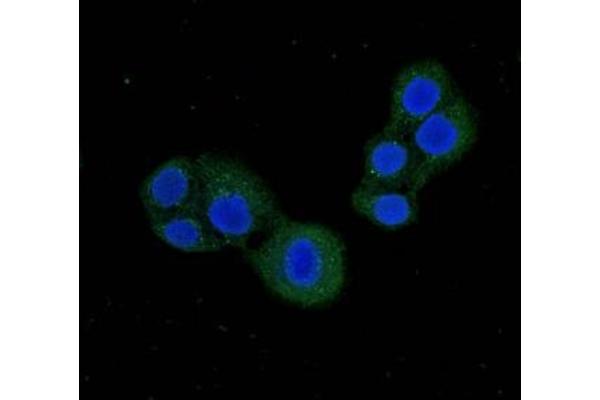 PDE1C antibody  (AA 542-634)