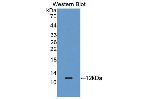 anti-Regenerating Islet Derived Protein 3 gamma (REG3g) (AA 87-175) antibody
