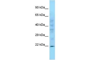Image no. 1 for anti-Peptidylprolyl Isomerase C (Cyclophilin C) (PPIC) (C-Term) antibody (ABIN2781835)