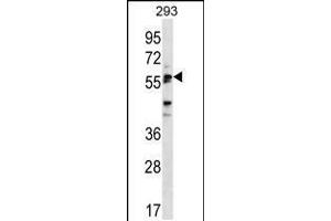 Image no. 1 for anti-Sialic Acid Binding Ig-Like Lectin 6 (SIGLEC6) (AA 381-412), (C-Term) antibody (ABIN5534686)