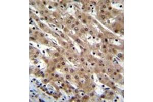 Image no. 2 for anti-Pinin, Desmosome Associated Protein (PNN) (AA 216-248), (Middle Region) antibody (ABIN954147)
