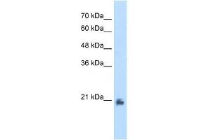 Image no. 1 for anti-Methyltransferase Like 7A (METTL7A) (N-Term) antibody (ABIN629594)