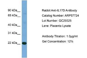 Image no. 2 for anti-Interleukin 17D (IL17D) (N-Term) antibody (ABIN2774198)