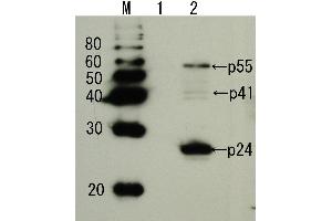 HIV-1 p24 anticorps  (full length)