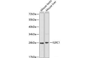 Western blot analysis of extracts of various cell lines using KLRC1 Polyclonal Antibody at dilution of 1:1000.