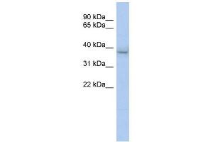 Image no. 1 for anti-Kelch Domain Containing 8B (KLHDC8B) (N-Term) antibody (ABIN632243)