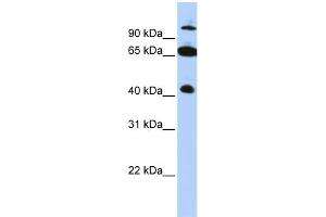 Image no. 1 for anti-Tripartite Motif Containing 9 (TRIM9) (C-Term) antibody (ABIN2778350)