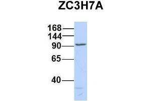Image no. 2 for anti-Zinc Finger CCCH-Type Containing 7A (ZC3H7A) (Middle Region) antibody (ABIN2777487)