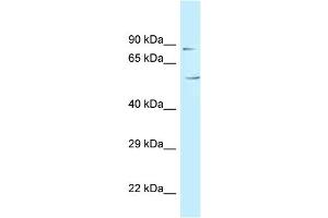 Image no. 1 for anti-Chromosome 3 Open Reading Frame 15 (C3orf15) (N-Term) antibody (ABIN2789142)
