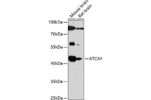 ATCAY 抗体  (AA 1-105)