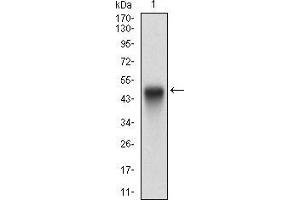Image no. 7 for anti-Protein tyrosine Phosphatase, Non-Receptor Type 1 (PTPN1) (AA 40-246) antibody (ABIN5542667)