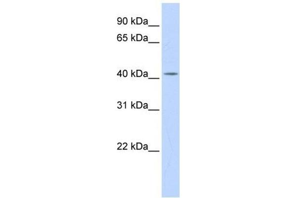 anti-Dehydrodolichyl Diphosphate Synthase (DHDDS) (N-Term) antibody