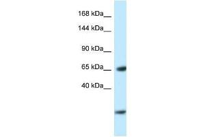Image no. 1 for anti-Early B-Cell Factor 3 (EBF3) (N-Term) antibody (ABIN927392)
