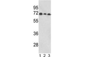 Image no. 1 for anti-Abl-Interactor 1 (ABI1) (AA 81-108) antibody (ABIN5647478)