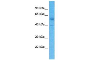 Image no. 1 for anti-Zinc Finger Protein 805 (ZNF805) (Middle Region) antibody (ABIN2777350)
