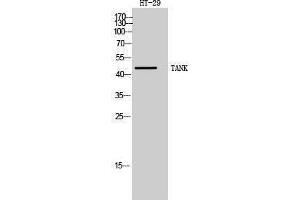 Image no. 1 for anti-TRAF Family Member-Associated NFKB Activator (TANK) (Internal Region) antibody (ABIN3187169)