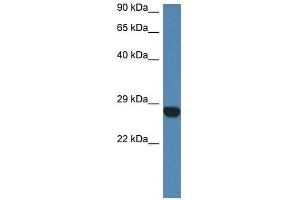Image no. 1 for anti-Coiled-Coil Domain Containing 90B (CCDC90B) (N-Term) antibody (ABIN928281)
