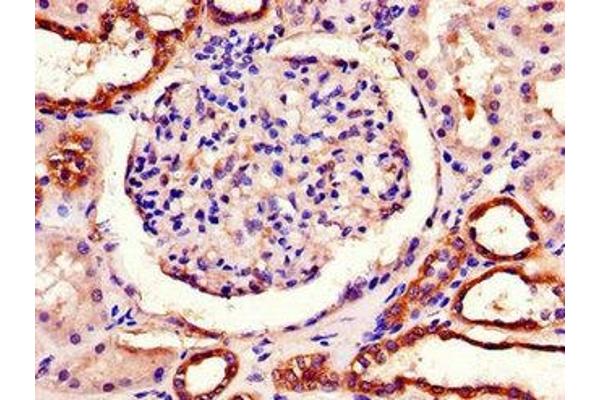 PITX3 anticorps  (AA 10-200)
