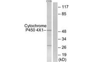 anti-Cytochrome P450, Family 4, Subfamily X, Polypeptide 1 (CYP4X1) (AA 251-300) antibody