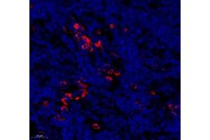 MS4A2 antibody