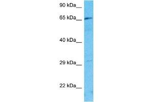 anti-F-Box and Leucine-Rich Repeat Protein 19 (FBXL19) (Middle Region) antibody