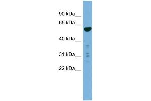 Image no. 2 for anti-phosphatidylserine Synthase 2 (PTDSS2) (N-Term) antibody (ABIN2783985)