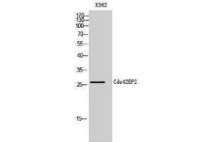Image no. 1 for anti-CDC42 Effector Protein (Rho GTPase Binding) 2 (CDC42EP2) (N-Term) antibody (ABIN3183816)
