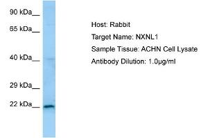 Image no. 1 for anti-Nucleoredoxin Like Protein 1 (NXNL1) (N-Term) antibody (ABIN2790127)