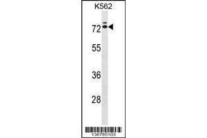 Image no. 1 for anti-Interleukin 23 Receptor (IL23R) (AA 428-457), (C-Term) antibody (ABIN1537317)