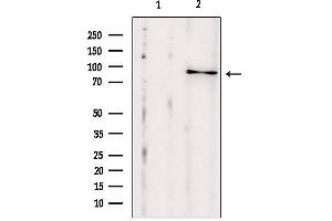 anti-Exocyst Complex Component 2 (EXOC2) (N-Term) antibody
