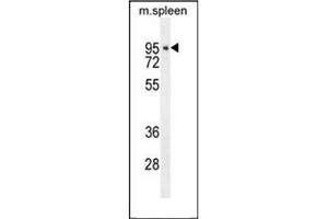 CDT2/RAMP antibody  (Middle Region)