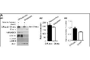 Image no. 1 for anti-Actin, beta (ACTB) (AA 1-25) antibody (ABIN4906581)